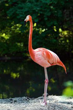 One Flamongo standing on a rock in the water