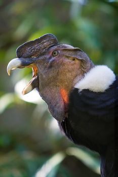 An Andean Condor with its beak open