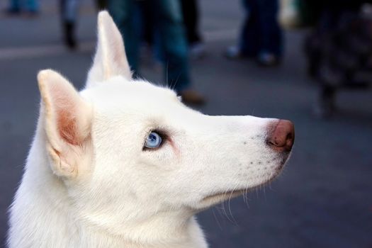 A white Husky's head shot from the side, showing his blue eye.