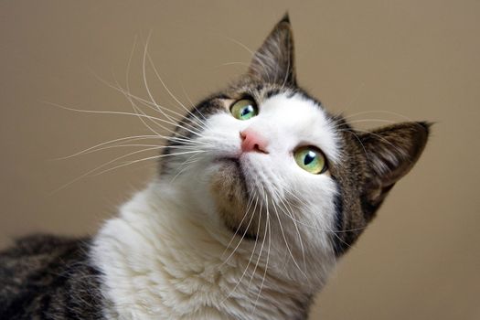 Tabby with white cat and bright green with yellow eyes looking. Head shot on beige like background