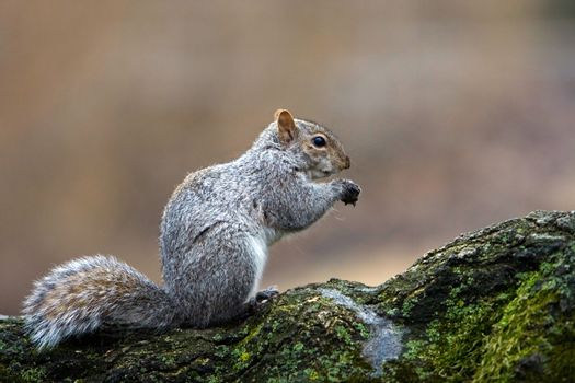 Squirrel eating a nut it just found.