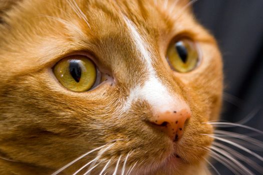 An orange cat looking to the right, close-up of the eye.
