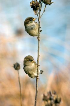 Two house sparrows hanging on one branch.