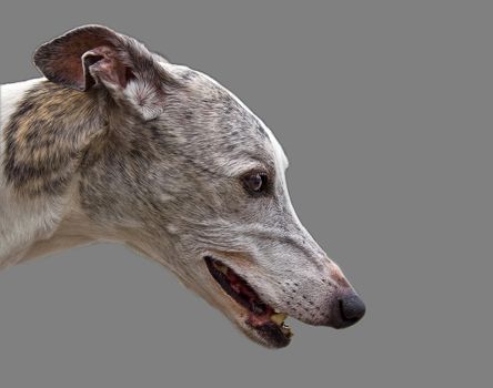Side view of the beautiful face of a white with gray and brown Greyhound isolated on gray