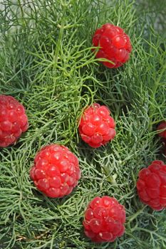 Close up of the juicy raspberries on the fennel background. Vitamins.