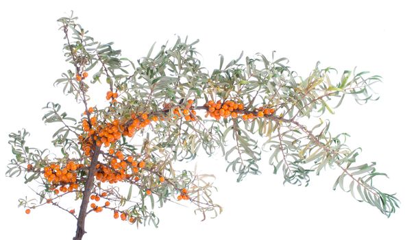 close-up branch of sea-buckthorn, isolated on white