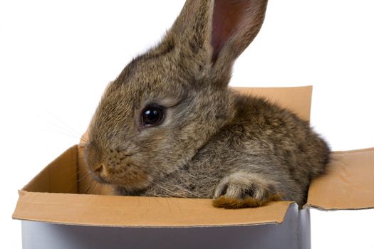 close-up bunny on box as gift, isolated on white