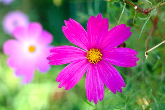 Pink cosmos flower with blurred (defocused) green background.