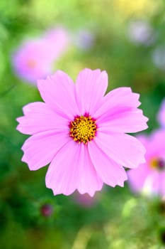 Pink cosmos flower with blurred (defocused) green background.