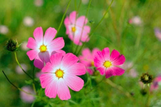 Pink cosmos flower with blurred (defocused) green background.