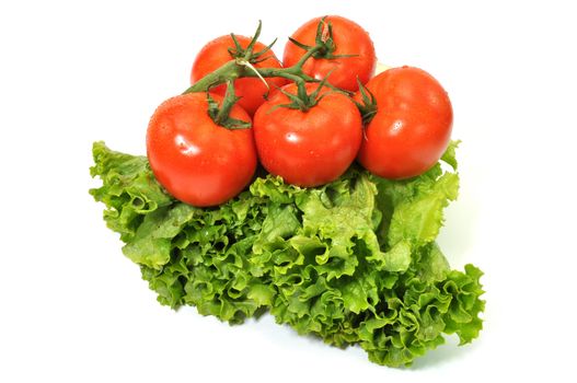 Tomatoes on vine on bed of green leafy lettuce isolated on white background.