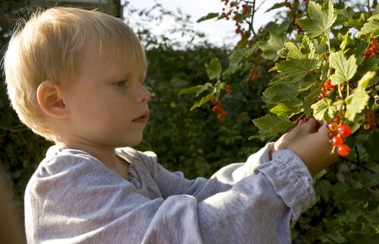 Child three years old) picking redcurrants