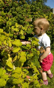 Toddler (one year old) picking raspberries.