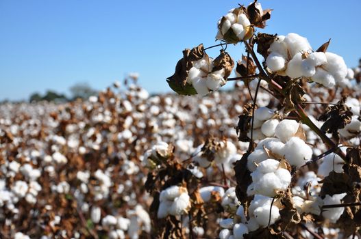 Cotton in field on farm in Alabama. 