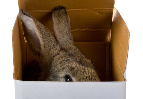 close-up bunny on box as gift, isolated on white