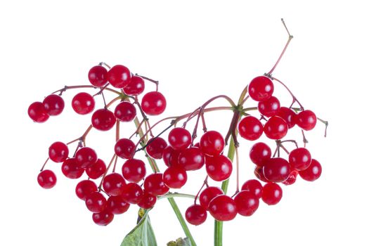 close-up branch of snowball tree with berries, isolated on white