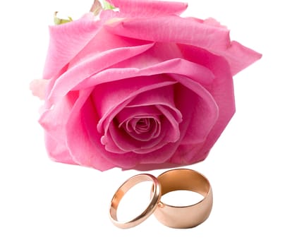 close-up pink rose and two wedding rings, isolated on white