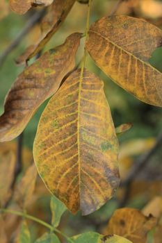 Close up of the walnut leaf's autumn colors