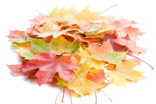 close-up heap of maple leaves, isolated on white