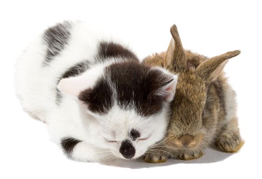 close-up kitten and bunny, isolated on white