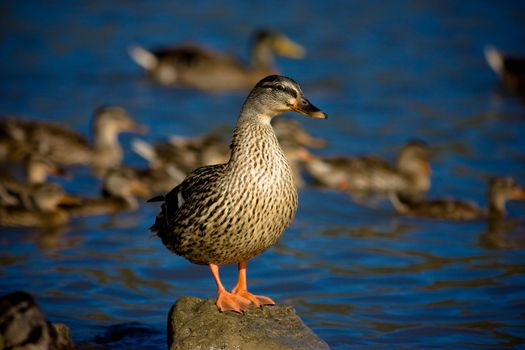 Wild Duck staying on Rocks on Albano lake, Italy