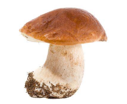 close-up mushroom, isolated on white