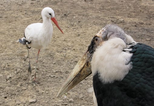 A marabou and a stork meeting in the wilderness.