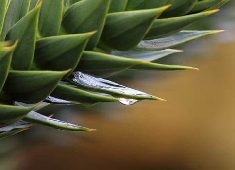 Cactus leaves drop of water after rain.