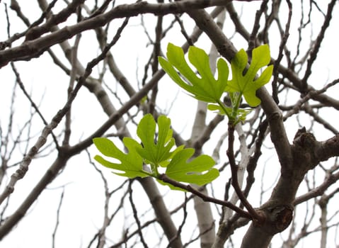 the first leaves of fig trees in the spring.