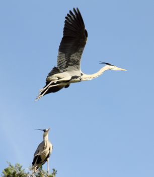 The Heron flies into the blue sky.