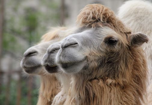 Three dromedaries looks in one direction.