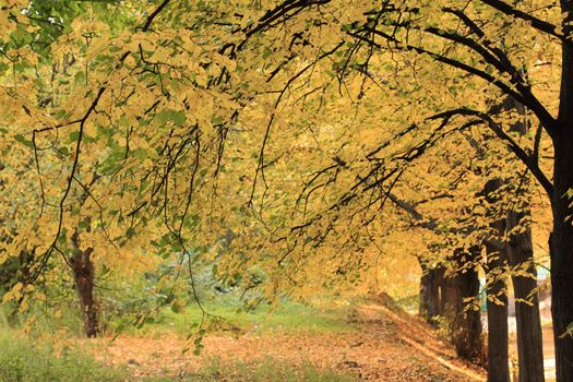 Autumn in the park. Walnut tree alley.