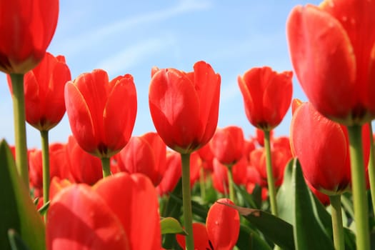 Field of red tulips - spring in Netherlands.