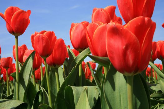 Field of red tulips - spring in Netherlands.