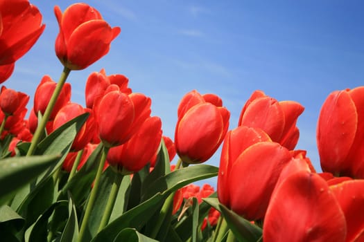 Red tulips and blue sky – across composition.