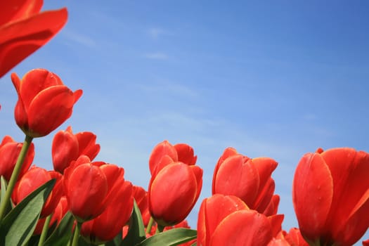 Red tulips and blue sky – across composition.