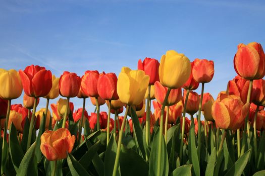 Dutch spring – field of  colored tulips 