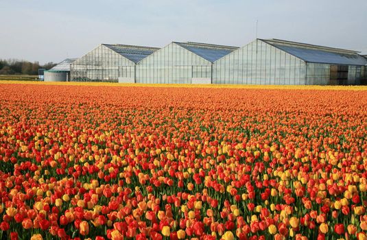 Dutch country – greenhouses and field of tulips. 