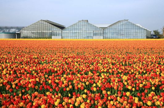 Dutch country – greenhouses and field of tulips. 