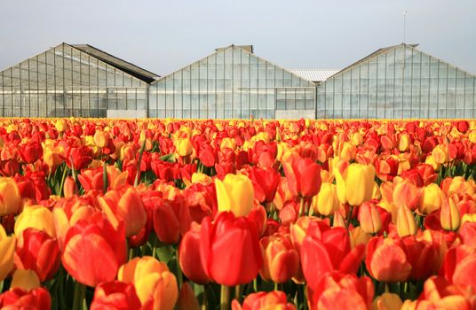 Dutch country – greenhouses and field of tulips. 