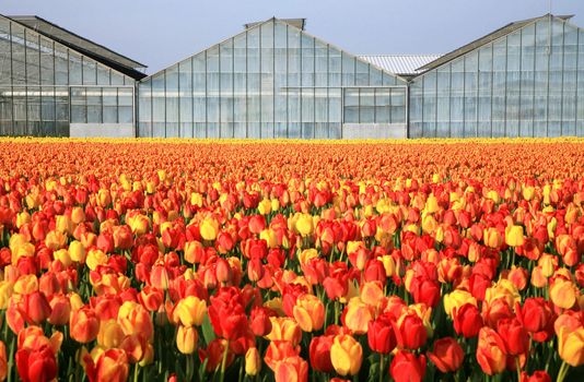 Dutch country – greenhouses and field of tulips. 