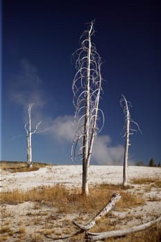 Barren area of Yellowstone National Park with three dominate trees