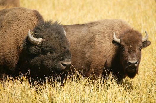 Bison Lovers sharing an intimate moment
