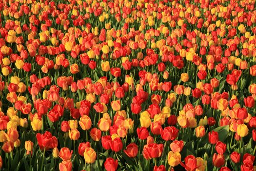 Dutch spring – field of  colored tulips 