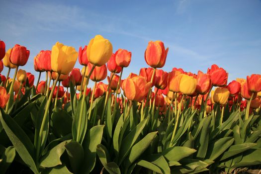 Dutch spring – field of  colored tulips 