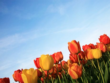 Dutch spring – field of  colored tulips 