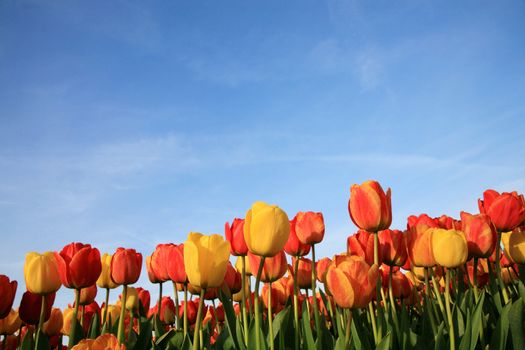 Dutch spring – field of  colored tulips 