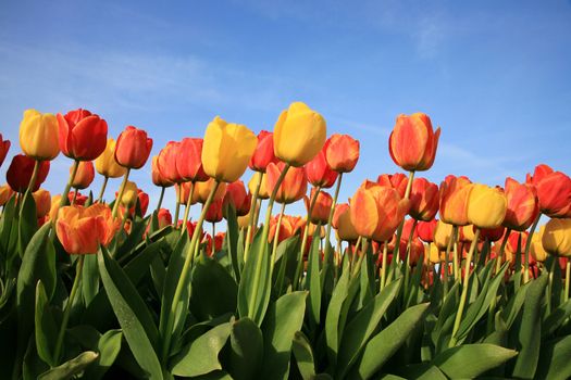 Dutch spring – field of  colored tulips 