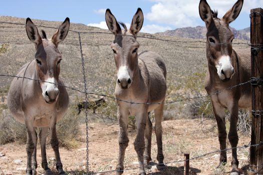 Three Burroughs in the desert near Las Vegas, Nevada