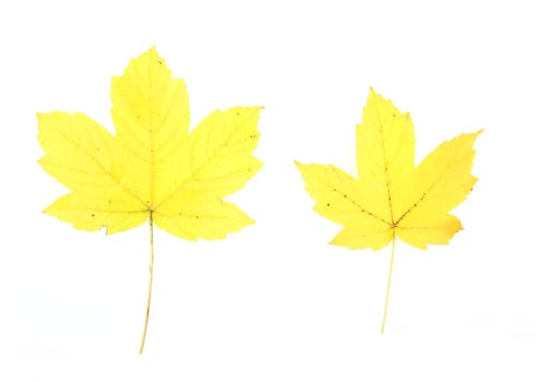 Autumn - colorful October tree leaves. Isolated yellow maple leaves.